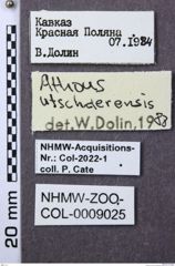 Etiketten zu Athous utschderensis (NHMW-ZOO-COL-0009025)